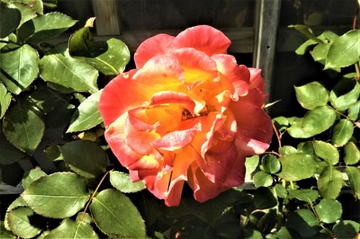 薔薇1.jpg
