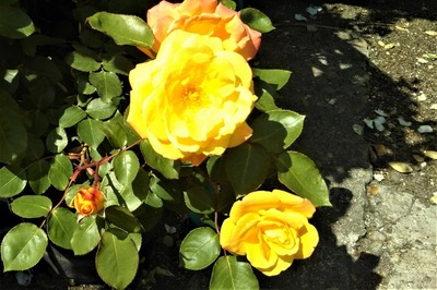 薔薇2.jpg
