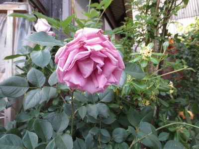 薔薇2.jpg
