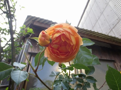 薔薇3.jpg