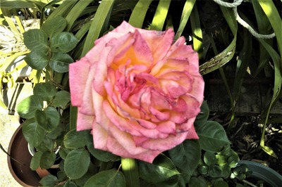 薔薇3.jpg