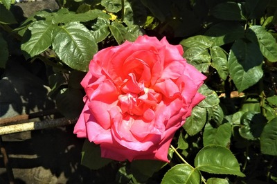薔薇4.jpg