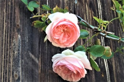 薔薇5.jpg