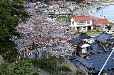 薬師山の桜.jpg