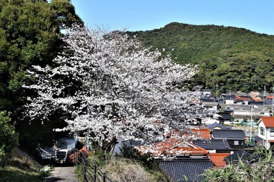薬師山の桜1.jpg