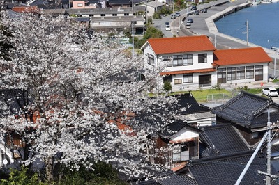 薬師山の桜2.jpg
