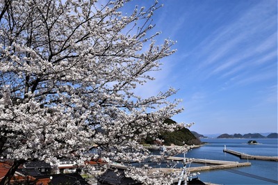 薬師山の桜3.jpg