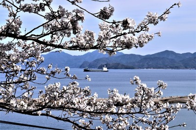 薬師山の桜4.jpg