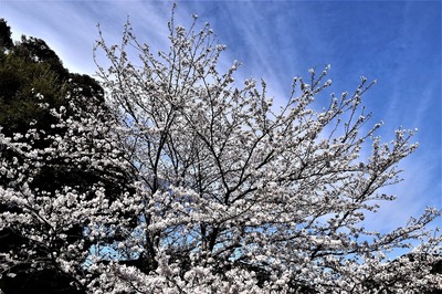 薬師山の桜5.jpg