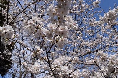 薬師山の桜6.jpg