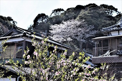 薬師山の桜7.jpg