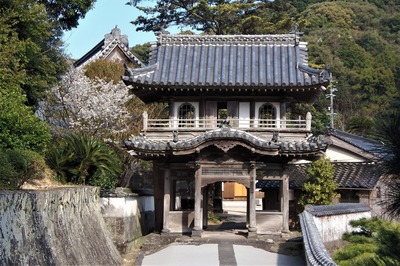 西圓寺のヤマザクラ1.jpg