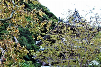 西圓寺の柿3.jpg