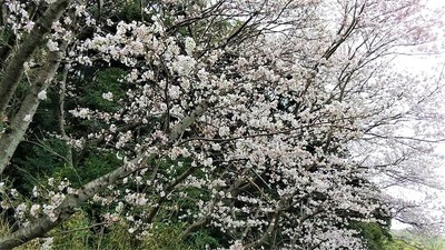 西圓寺の桜1.jpg