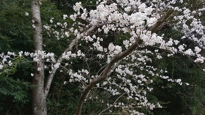 西圓寺の桜2.jpg