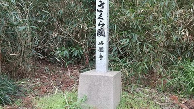 西圓寺の桜4.jpg