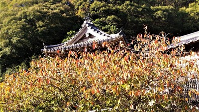 西圓寺の秋色1.jpg