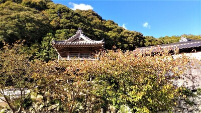 西圓寺の秋色2.jpg
