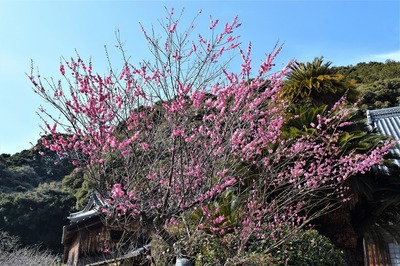 西圓寺の紅梅2.jpg