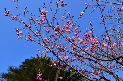 西圓寺の紅梅4.jpg