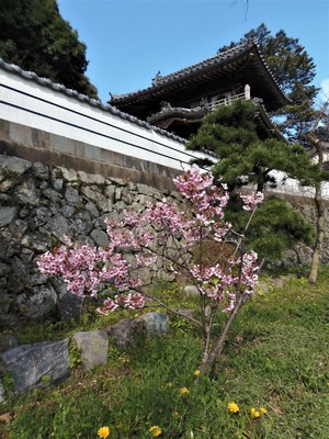 西圓寺の陽光桜1.jpg