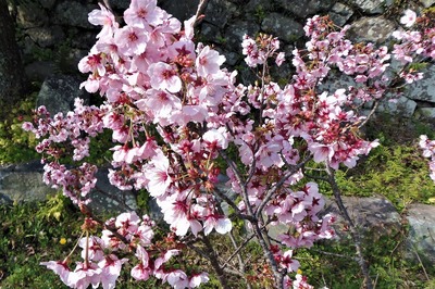 西圓寺の陽光桜2.jpg
