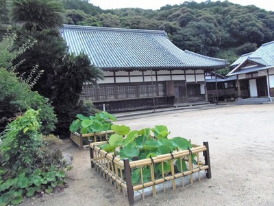 西圓寺の青蓮1.jpg