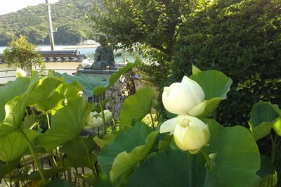 西圓寺の青蓮1.jpg