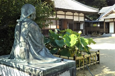 西圓寺の青蓮2.jpg