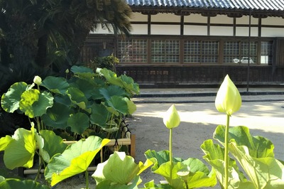 西圓寺の青蓮5.jpg