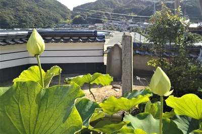 西圓寺の青蓮6.jpg