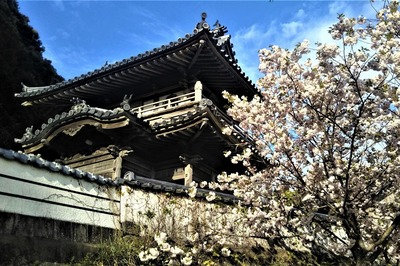 西圓寺山門と八重桜.jpg