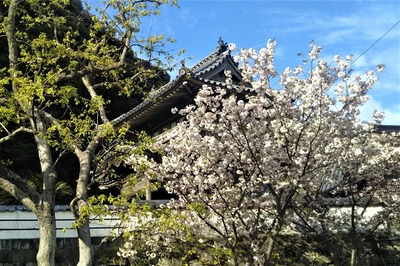 西圓寺山門と八重桜3.jpg