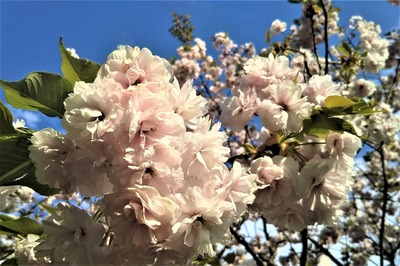 西圓寺山門と八重桜4.jpg