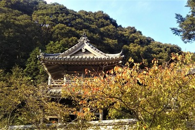 西圓寺山門の秋色.jpg