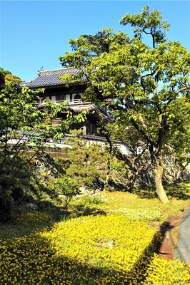 西圓寺山門・新緑・季節の花.jpg