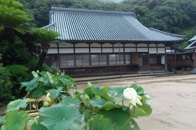 西圓寺青蓮1.jpg