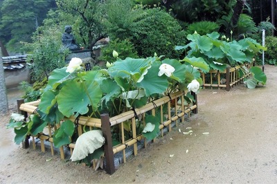 西圓寺青蓮3.jpg