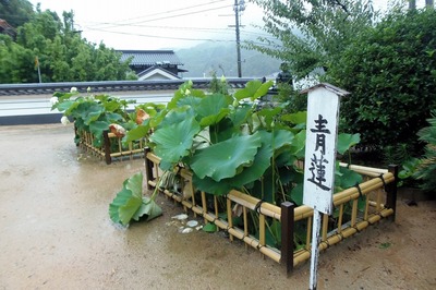 西圓寺青蓮5.jpg