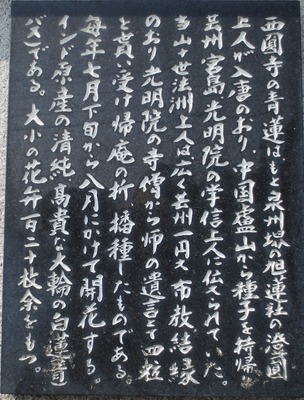 西圓寺青蓮説明碑2.jpg