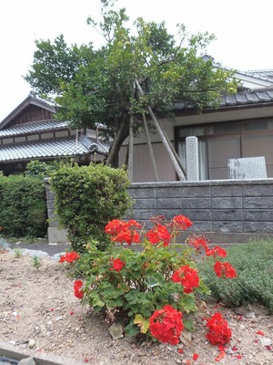 西本さんの季節の花1.jpg