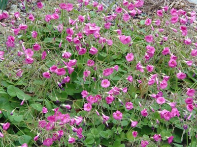 西本さんの季節の花2.jpg