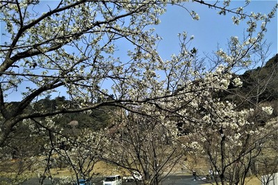 見ごろの桜1.jpg
