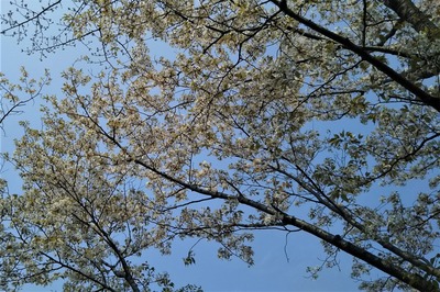 見ごろの桜2.jpg