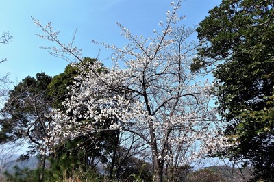 見ごろを迎えた桜1.jpg