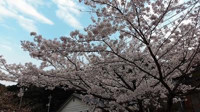 見ごろを迎えた桜1.jpg