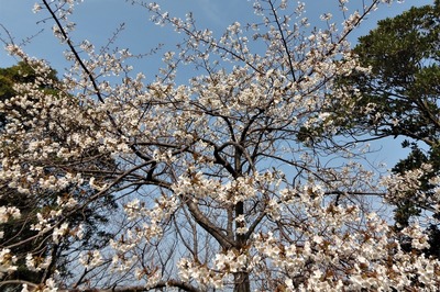 見ごろを迎えた桜2.jpg