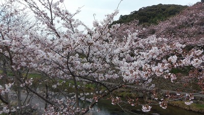 見ごろを迎えた桜2.jpg