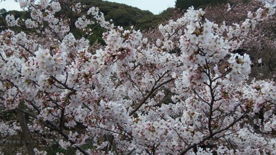 見ごろを迎えた桜3.jpg