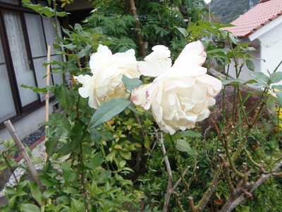 谷村さんの季節の花1.jpg